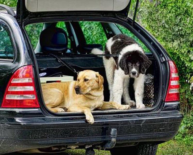 Süßer Hund Autoanhänger Autozubehör Autoterrassen Cafés Restaurants Stil B